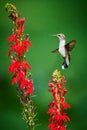 Ruby-throated Hummingbird rchilochus colubris feeding on a cardinal flower Lobelia cardinalis Royalty Free Stock Photo