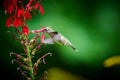 Ruby-throated Hummingbird rchilochus colubris feeding on a cardinal flower Lobelia cardinalis Royalty Free Stock Photo