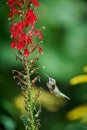 Ruby-throated Hummingbird rchilochus colubris feeding on a cardinal flower Lobelia cardinalis Royalty Free Stock Photo