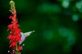 Ruby-throated Hummingbird rchilochus colubris in flight feeding on a cardinal flower Lobelia cardinalis Royalty Free Stock Photo