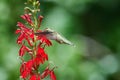 Ruby-throated Hummingbird rchilochus colubris in flight feeding on a cardinal flower Lobelia cardinalis Royalty Free Stock Photo