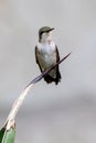 Ruby-throated hummingbird resting on an agave plant