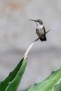 Ruby-throated hummingbird resting on an agave plant