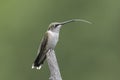 Ruby-throated Hummingbird Showing His Long Tongue