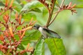 Ruby-throated hummingbird sipping nectar from flowers, closeup shot