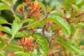 Ruby-throated hummingbird sipping nectar from flowers, closeup shot