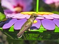 Ruby-Throated Hummingbird Sits Sideways on Purple Flower Shaped Nectar Feeder Royalty Free Stock Photo