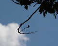 A ruby throated hummingbird sits silhouetted in a tree