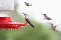 Ruby-Throated Hummingbird Sitting at Feeder Royalty Free Stock Photo