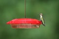 Ruby Throated Hummingbird Sitting on a Feeder in Summer Royalty Free Stock Photo