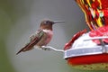 Ruby Throated Hummingbird sitting on red Bird Feeder drinking nectar Royalty Free Stock Photo