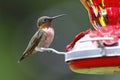 Ruby Throated Hummingbird sitting on red Bird Feeder Royalty Free Stock Photo