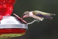 Ruby Throated Hummingbird sitting on red Bird Feeder drinking nectar Royalty Free Stock Photo