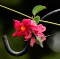 A Ruby-Throated Hummingbird sticks her head into a red flower on a search for nectar