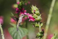 Ruby Throated Hummingbird sucks nectar in flighting Royalty Free Stock Photo