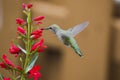 Ruby Throated Hummingbird sucks nectar in flighting