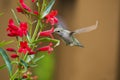 Ruby Throated Hummingbird sucks nectar in flighting