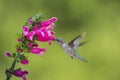Ruby Throated Hummingbird sucks nectar in flighting Royalty Free Stock Photo