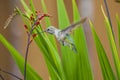 Ruby Throated Hummingbird sucks nectar in flighting Royalty Free Stock Photo