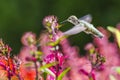 Ruby Throated Hummingbird sucks nectar in flighting Royalty Free Stock Photo