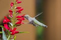 Ruby Throated Hummingbird sucks nectar in flighting Royalty Free Stock Photo