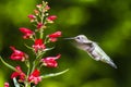 Ruby Throated Hummingbird sucks nectar in flighting Royalty Free Stock Photo
