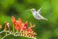 Ruby Throated Hummingbird sucks nectar in flighting Royalty Free Stock Photo