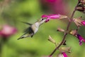 Ruby Throated Hummingbird sucks nectar in flighting Royalty Free Stock Photo