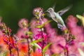 Ruby Throated Hummingbird sucks nectar in flighting