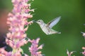 Ruby throated Hummingbird sucks nectar in flighting Royalty Free Stock Photo