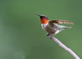 Ruby-throated Hummingbird