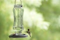 Ruby-throated Hummingbird (Archilochus colubris) Royalty Free Stock Photo