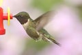 Ruby-throated Hummingbird & x28;archilochus colubris& x29; Royalty Free Stock Photo