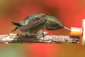 Ruby-throated Hummingbird & x28;archilochus colubris& x29; Royalty Free Stock Photo