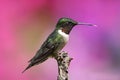 Ruby-throated Hummingbird & x28;archilochus colubris& x29; Royalty Free Stock Photo