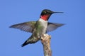 Ruby-throated Hummingbird & x28;archilochus colubris& x29; Royalty Free Stock Photo