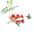 Ruby Throated Hummingbirds Hover Over Trumpet Vine on white background