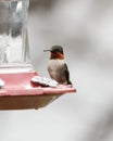 A ruby throated hummingboard with iridescent gorget feathers perched on a branch Royalty Free Stock Photo