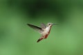 Ruby Throated Hummingbird in Flight Royalty Free Stock Photo