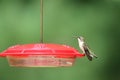 Ruby Throated Hummingbird Sitting on a Feeder in Summer Royalty Free Stock Photo