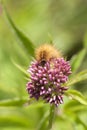 Ruby tiger - caterpillar - agrimony