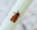 Ruby Tiger Moth Andalucia in Spain