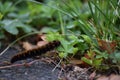 Ruby Tiger Moth Caterpillar