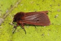 Ruby Tiger Moth