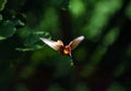 Male ruby topaz hummingbird in flight at Adventure farm on Tobago Royalty Free Stock Photo