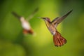 The Ruby-topaz Hummingbird, Chrysolampis mosquitus