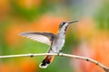 Hummingbird dancing with a pretty orange and green background.