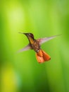 The Ruby-topaz Hummingbird, Chrysolampis mosquitus