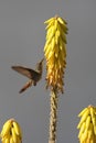 Ruby-topaz Hummingbird feeding