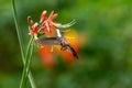 Ruby Topaz hummingbird pollinating a Peruvian Lily in a tropical garden